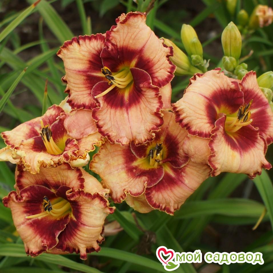 Лилейник гибридный Лайс энд Липстик